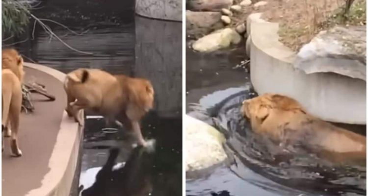Löwe fällt ins Wasser Die Reaktion seines Artgenossen überrascht alle