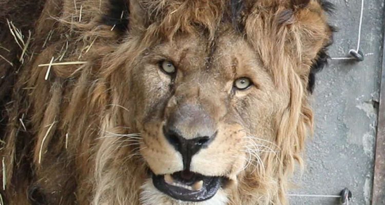 Löwe nach Gefangenschaft gerettet – sein erstes Brüllen auf heimischem Boden lässt Herzen schmelzen