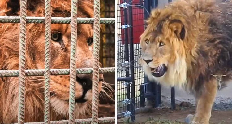 5 Jahre einsam in engem Käfig gefangen: Was diesem Löwen angetan wird, ist einfach grausam