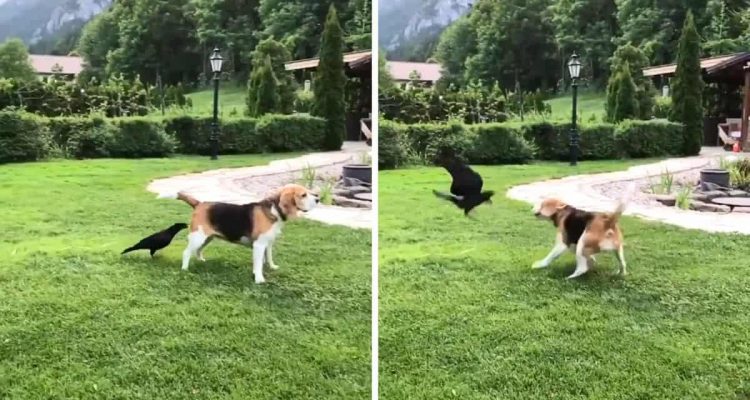 Lustiges Duo: Was Beagle und Krähe auf der grünen Wiese machen, bringt Betrachter zum Staunen