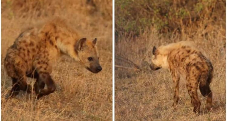 Lustiges Video Alle glauben, diese Hyäne ist gelähmt - doch damit hätte niemand gerechnet!