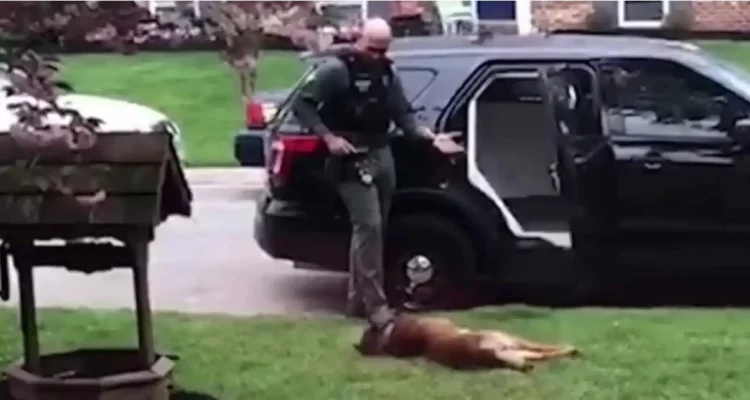 Lustiges Video Polizeihund verweigert Arbeit und stellt sich tot - bis er bekommt, was er will