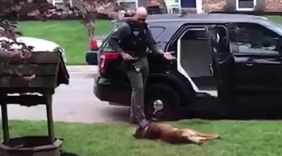 Lustiges Video Polizeihund verweigert Arbeit und stellt sich tot - bis er bekommt, was er will
