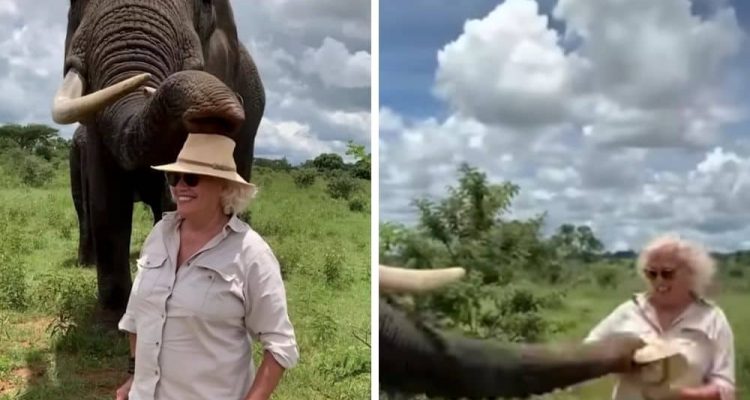 Lustiges Video Welchen Trick dieser Elefant bei einer Frau vorführt, fasziniert alle Tierfans