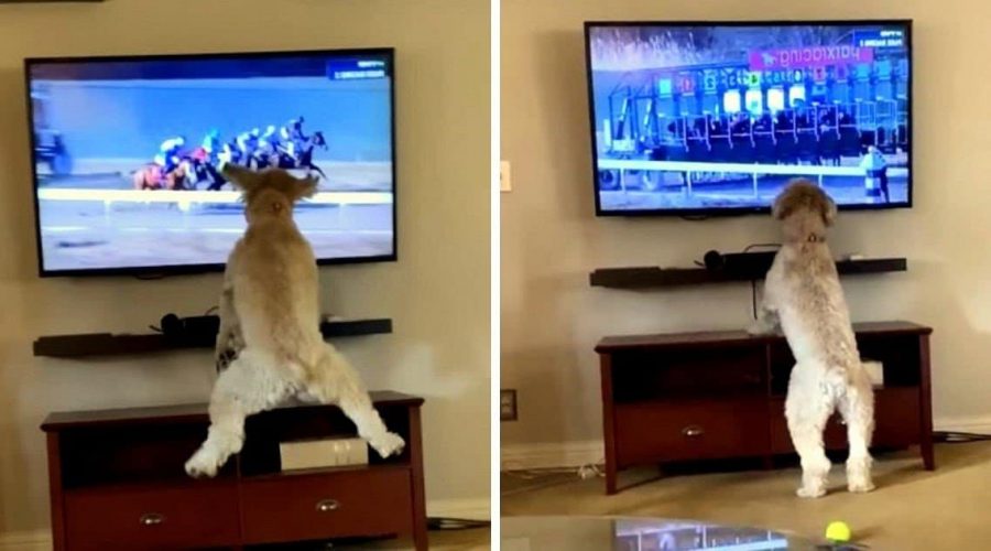 Lustiges Video Wie dieser Hund auf Pferderennen im TV reagiert, bringt tausende Menschen zum Lachen