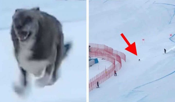 Lustiges Video geht viral Hund unterbricht Ski Weltmeisterschaft und wird zum Internet-Star