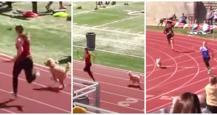 Lustiges Video geht viral Kleiner Hund platzt in Leichtathletik-Wettkampf und sorgt für Gelächter