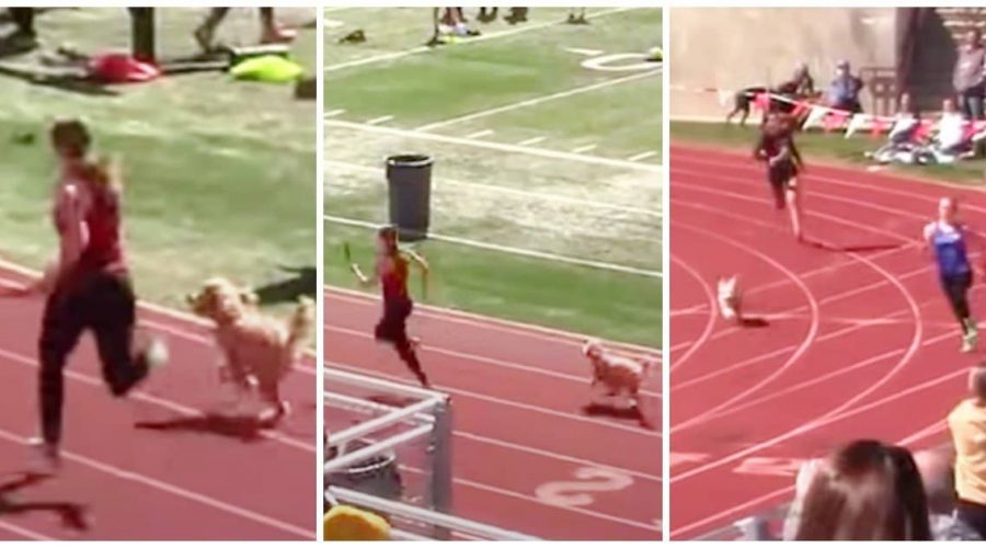 Lustiges Video geht viral Kleiner Hund platzt in Leichtathletik-Wettkampf und sorgt für Gelächter