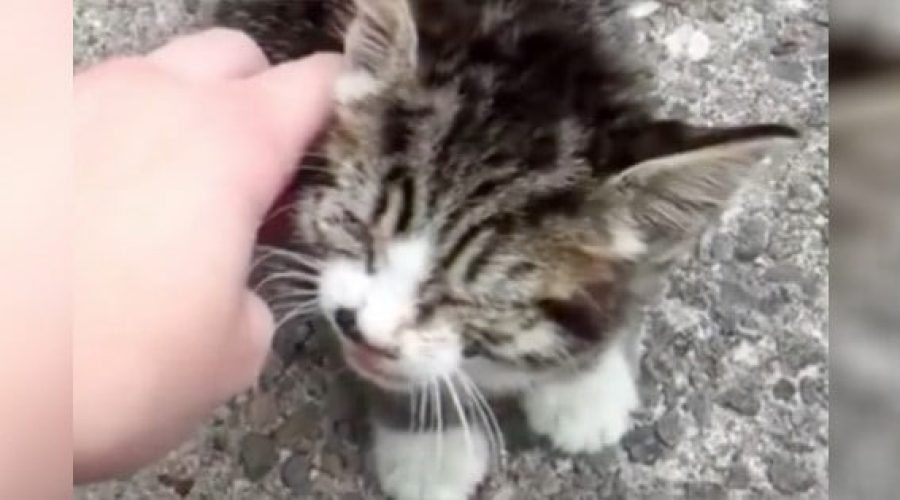 Mädchen rettet todkrankes Katzen-Baby von der Straße - Tierärzte wollen es einschläfern, doch dann…