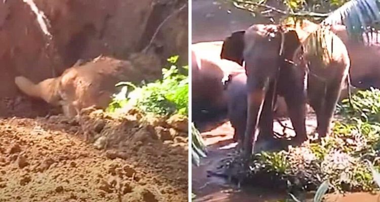 Männer retten Elefantenbaby aus Graben- Seine Familie reagiert mit dem süßesten Dankeschön