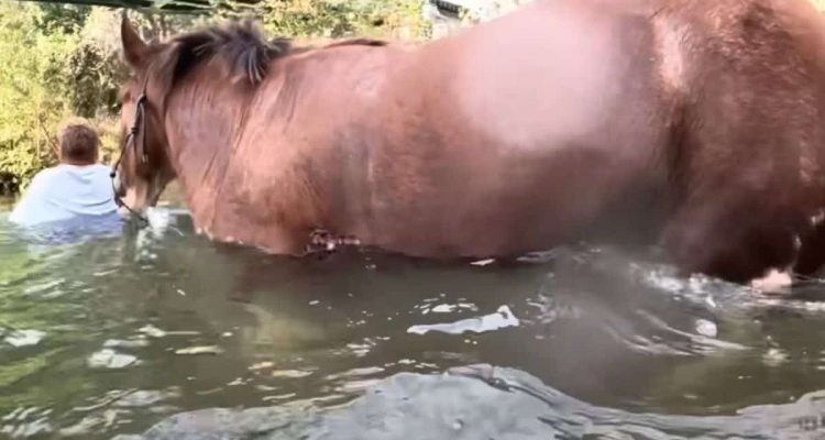 Magie im Wasser- Was dieses Pferd wie selbstverständlich vollbringt, grenzt an Zauberei