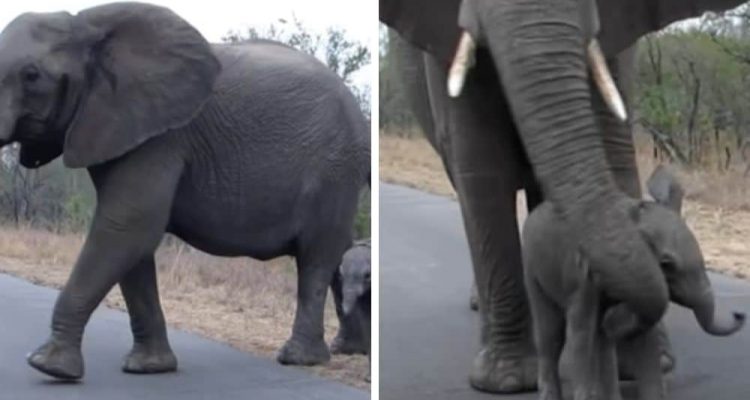 Mama-Elefant überquert Straße mit Kind Wie sie ihr Baby beschützt, berührt die Herzen der Zuschauer