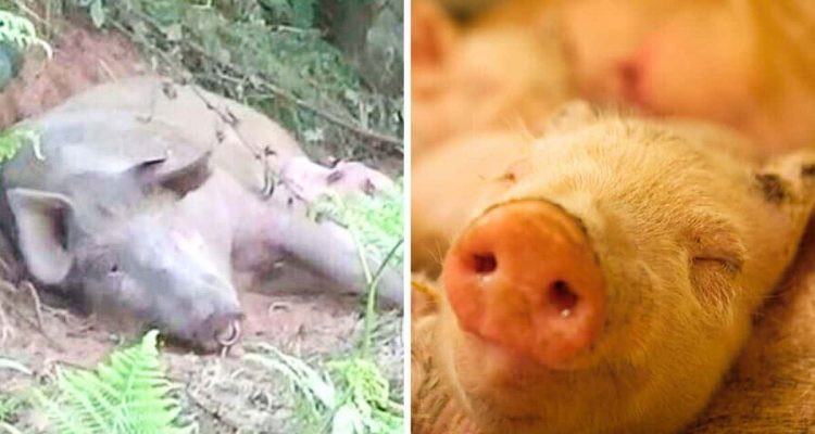 Mama-Schwein mit Babys im Wald gefunden - die grausame Geschichte dahinter bricht jedes Herz