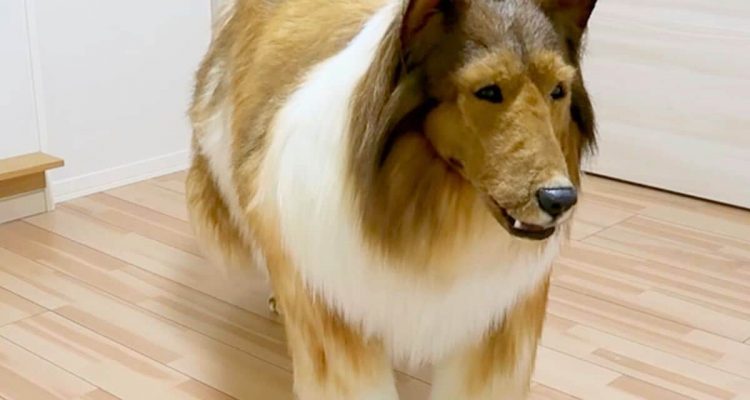 Man from Japan pays 15,000 euros to transform himself into a dog