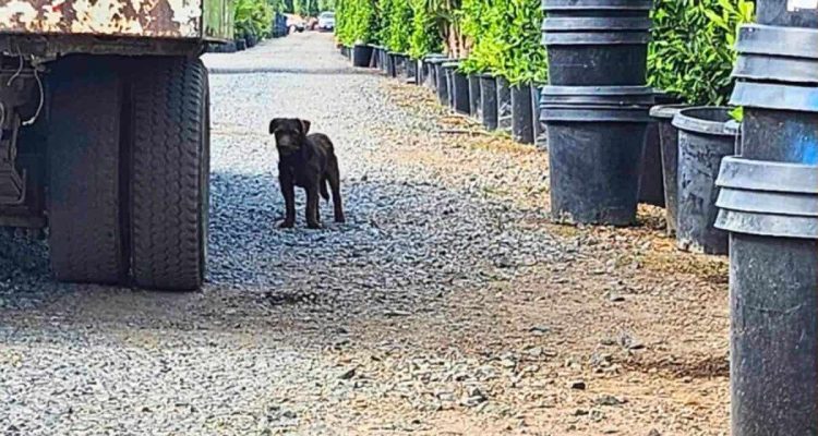 Mann bemerkt dunklen Fleck zwischen Pflanzen im Kinderheim - er kann kaum glauben, was er da sieht