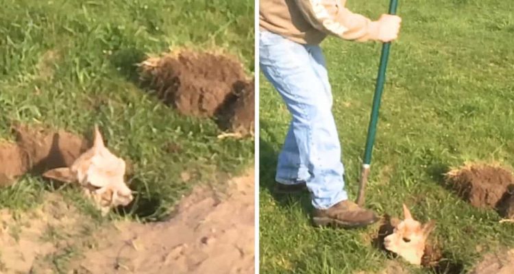 Mann entdeckt Baby-Tierkopf, der verzweifelt aus einem Erdloch guckt - sofort eilt er zu Hilfe