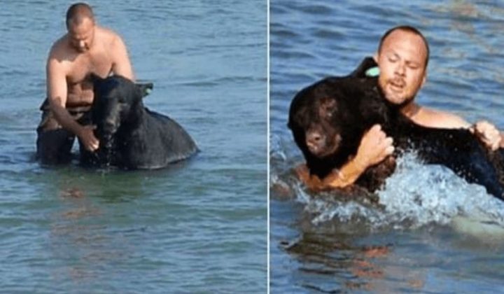 Mann entdeckt ertrinkenden Bären im Meer - was er dann tut, ist einfach unglaublich