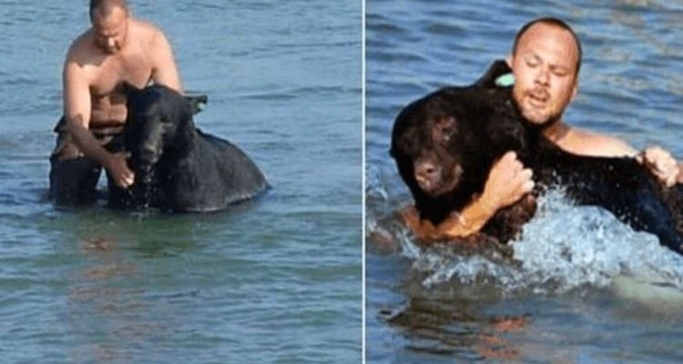Mann entdeckt ertrinkenden Bären im Meer - was er dann tut, ist einfach unglaublich
