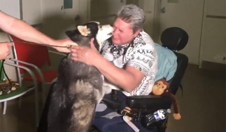 Mann findet seinen entlaufenen Therapiehund wieder - Doch der Finder weigert sich, ihn zurückzugeben