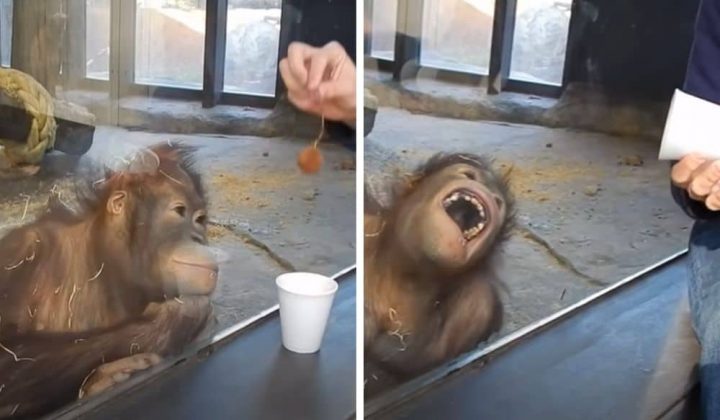 Mann führt Affe Zaubertrick vor - Seine unglaubliche Reaktion bringt das ganze Internet zum Lachen