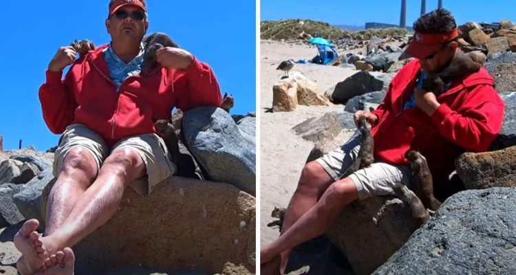 Mann füttert Tier am Strand – auf einmal ist er umringt von einer großen und hungrigen Tierfamilie