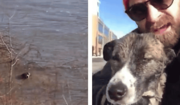 Mann hört hilflosen Hund im eiskalten Fluss - was er tut, um ihn zu retten, ist tief bewegend