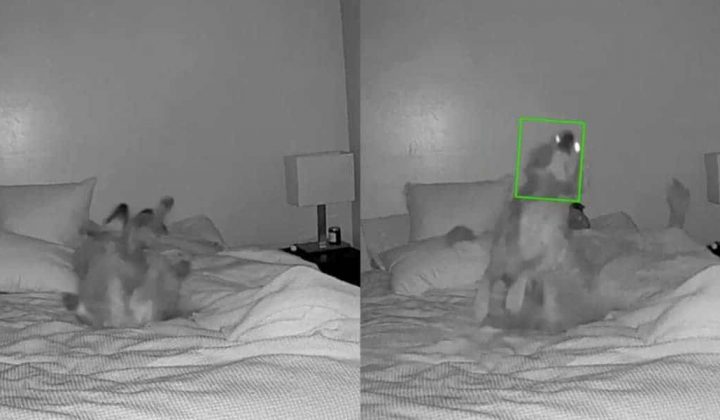 Mann installiert Überwachungskamera und kann nicht fassen, was seine Hündin nachts tut