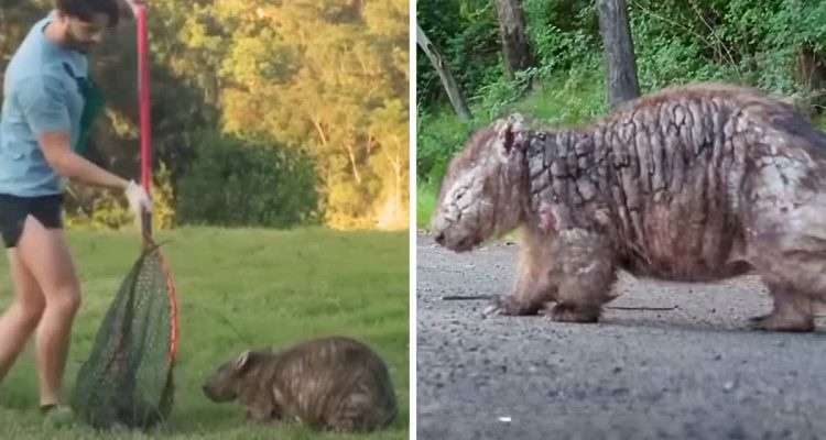 Mann jagt wilde Wombats – der überraschende Grund dafür berührt alle Herzen