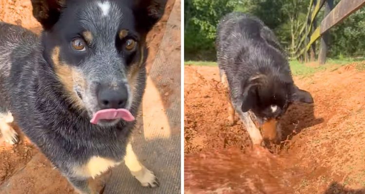 Mann kippt ein Fass voller Wasser aus – wie sein Hund reagiert, ist unglaublich niedlich