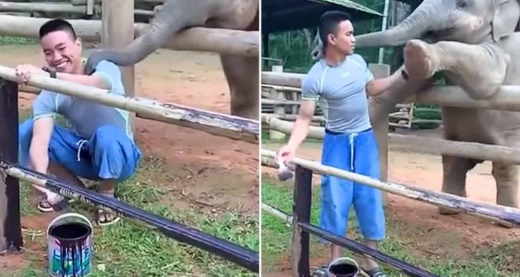 Mann lackiert Zaun im Zoo - wie ein Baby-Elefant ihn von der Arbeit abhält, ist einfach zuckersüß