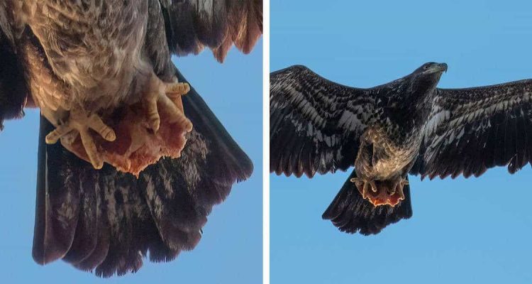 Mann macht Foto von einem Adler - dann entdeckt er, was er zwischen den Klauen hat…