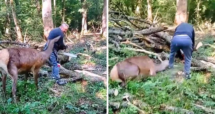 Mann mit Motorsäge macht Krach im Wald - wie dieses Tier reagiert, ist unfassbar