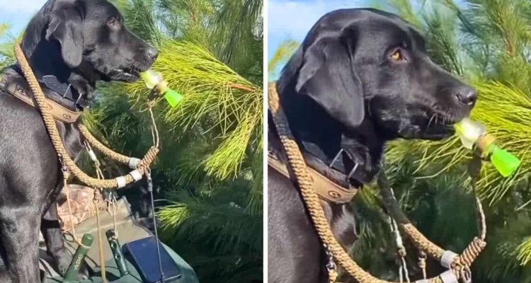Mann nimmt Hund mit auf Entenjagd - welches Kunststück der Labrador zeigt, ist der Hammer