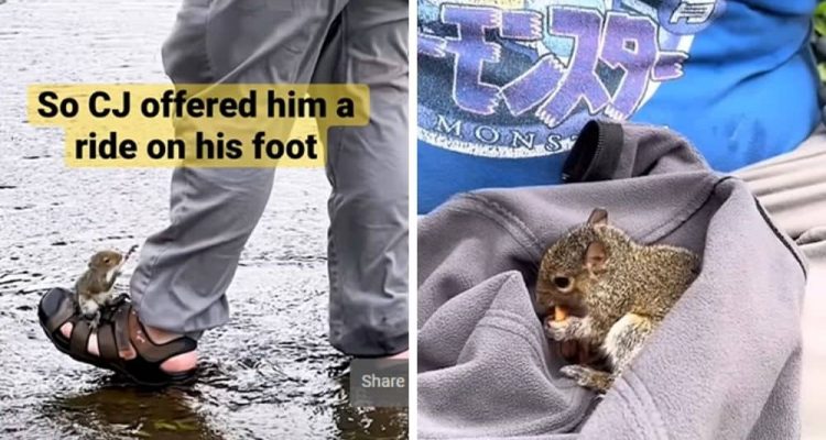 Mann rettet Baby-Eichhörnchen aus einer Pfütze Die Reaktion des Tieres lässt Herzen schmelzen