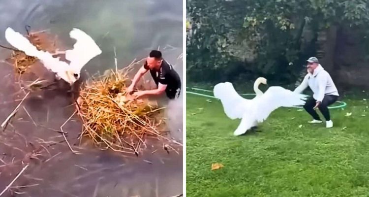 Mann rettet Eier von Schwan im Sturm - so herzergreifend reagiert sie bei einem Wiedersehen