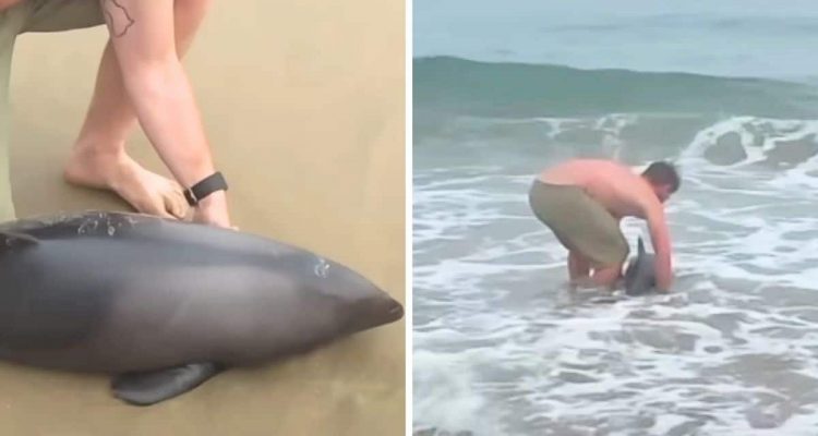 Mann rettet gestrandeten Delfin- Doch welches Tier es wirklich ist, wird im Internet heiß diskutiert