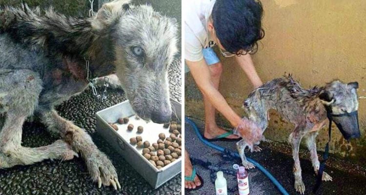 Mann rettet sterbenden Husky: Die Verwandlung der Hündin ist einfach atemberaubend