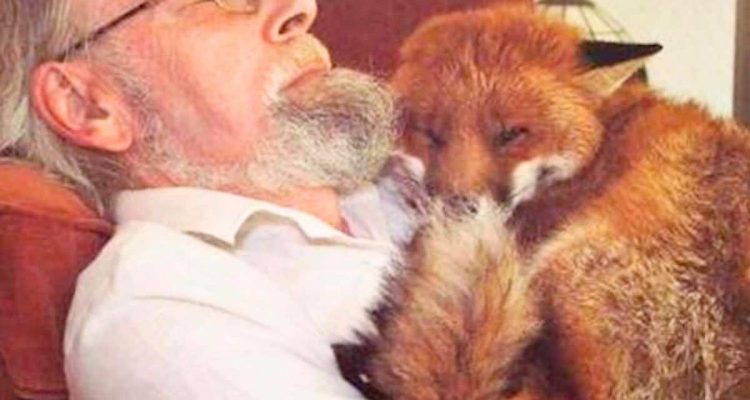 Mann rettet todkranken Fuchs - wie eng die Freundschaft der beiden wird, ist kaum zu glauben