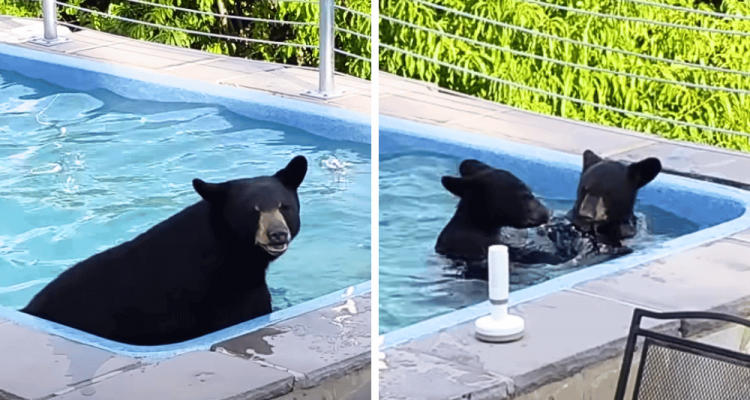 Mann schaut in seinen Garten – er kann nicht glauben, welche Tierfamilie in seinem Pool planscht