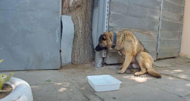 Mann setzt Hund vor die Tür, weil er nicht “furchteinflößend” ist - seine Reaktion rührt zu Tränen