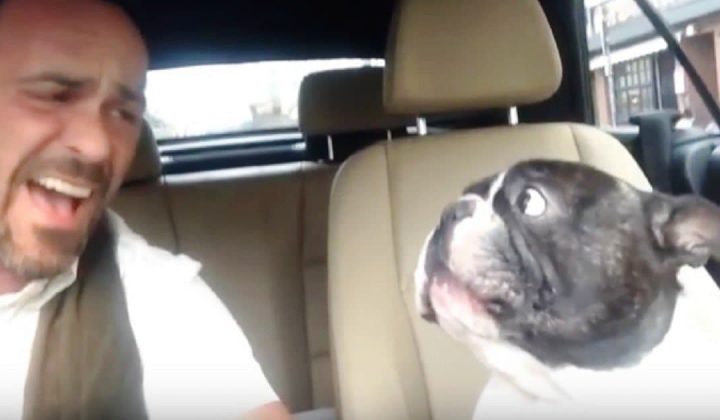 Mann singt zu Radio-Musik im Auto - Was seine Bulldogge dann macht, sorgt für heftige Lachtränen