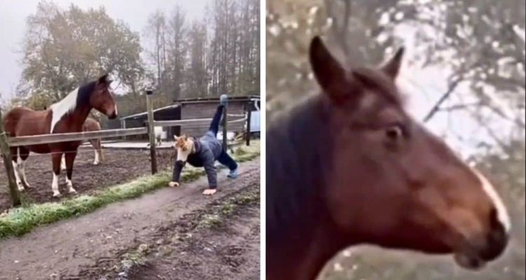 Mann stellt sich mit Pferdemaske auf Koppel- Die Reaktion des Pferdes bringt alle zum Lachen