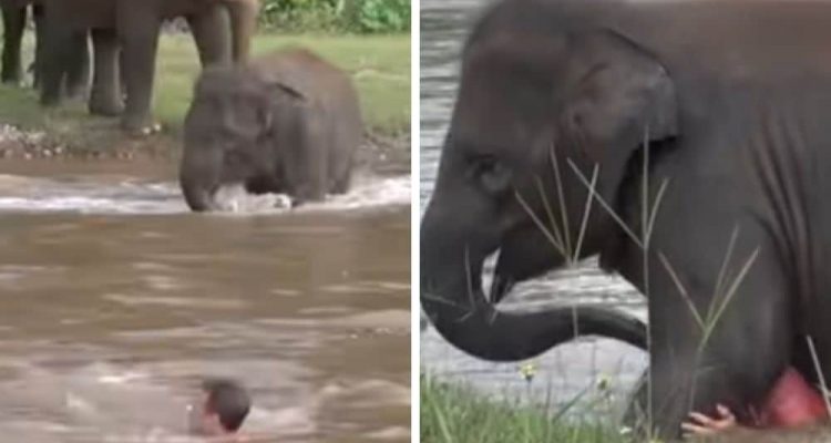 Mann treibt hilflos im Wasser - Was ein Elefant dann tut, lässt Herzen höher schlagen