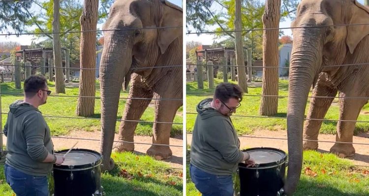 Mann trommelt im Zoo vor einem Elefanten - was der Elefant dann tut, bringt das Internet zum Staunen