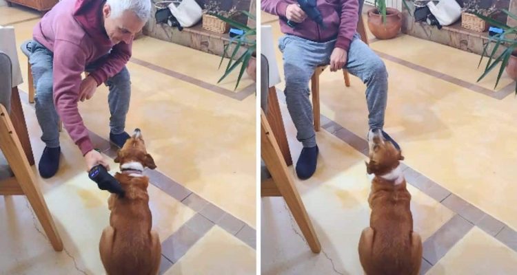 Mann massiert Hund mit Massagepistole – wie die Fellnase reagiert, wenn er aufhört, ist urkomisch