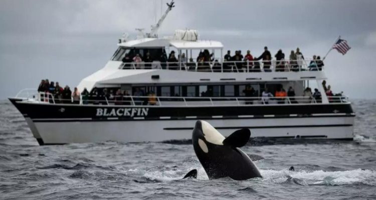 Quelle: Evan Brodsky / California Killer Whale Project
