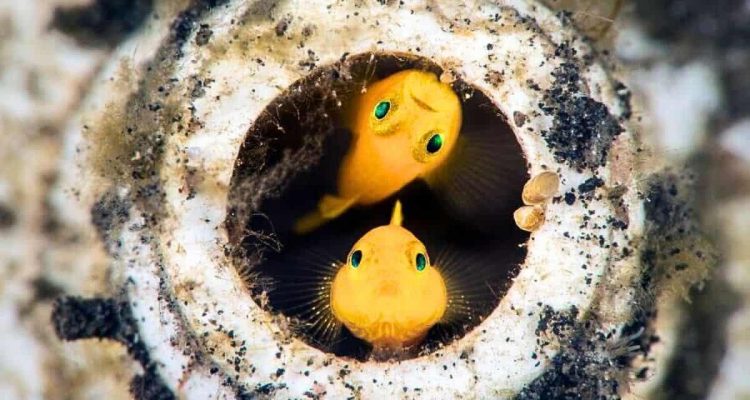 Meeresfotograf macht Bilder von winzigen Fischen - wo sie ihr zu Hause gebaut haben ist unglaublich