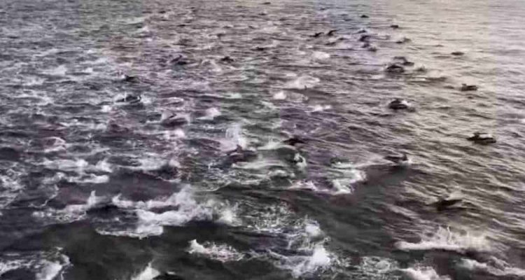 Tausende Delfine versammeln sich in riesigem “Megapod” – was dahintersteckt, lässt Fachleute rätseln