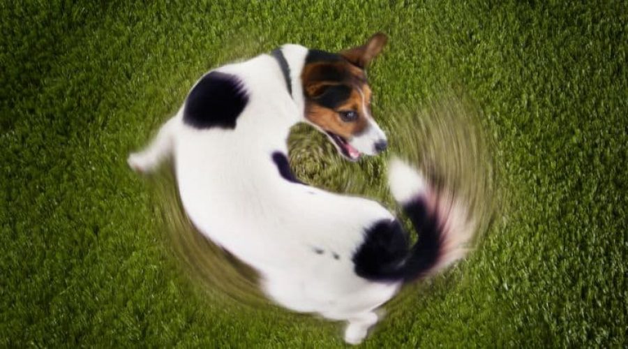 Mein Hund dreht sich im Kreis