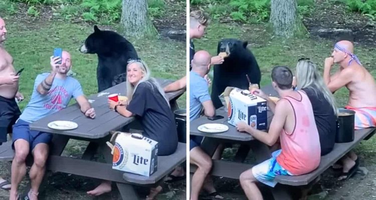 Menschen sind beim Picknick, plötzlich gesellt sich ein Bär dazu - ihre Reaktion wirft Fragen auf
